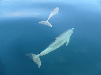Delfines nariz de botella (Tursiops truncatus) en el Archipiélago de Bocas del Toro, Panamá. (Foto: José Palacios/Laura May-Collado)