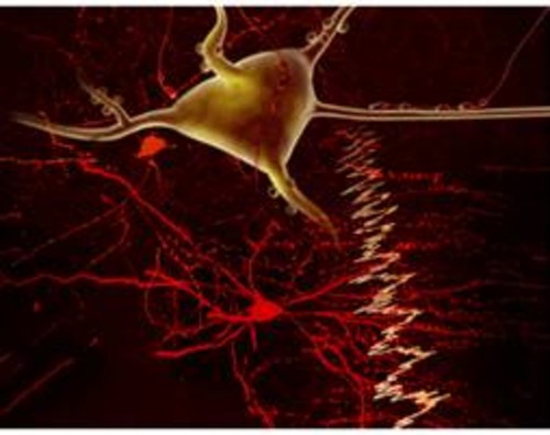 La imagen muestra la relación entre las interneuronas inhibitorias (rojo) y la neurona piramidal (marrón) en la corteza cerebral. Crédito: Stuart Ingham.