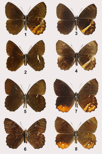 Reportan cinco nuevas especies de mariposas para Colombia.