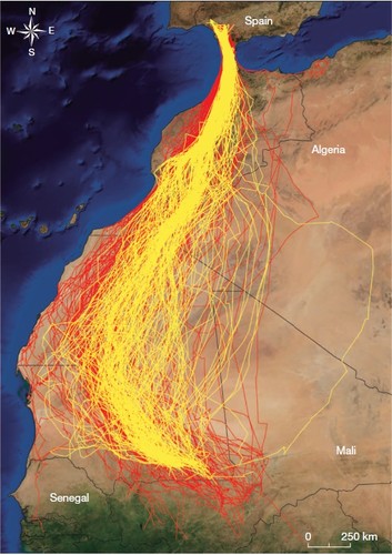 Mapa de las migraciones de milanos negros. Imagen: CSIC.