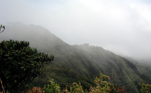 Bosque nuboso de Monteverde. FOTO: UCR