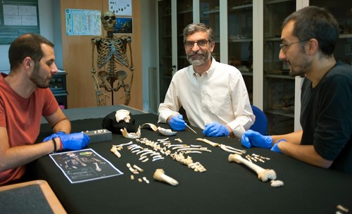 Antonio García-Tabernero, Antonio Rosas y Luis Ríos junto al esqueleto del niño neandertal. / Andrés DíazComunicación CSIC.