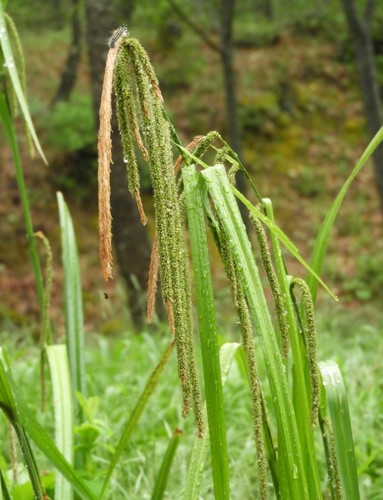 Carex pendula. Foto: UPO.