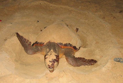 Ejemplar de tortuga marina camuflando su nido. Foto: Adolfo Marco.