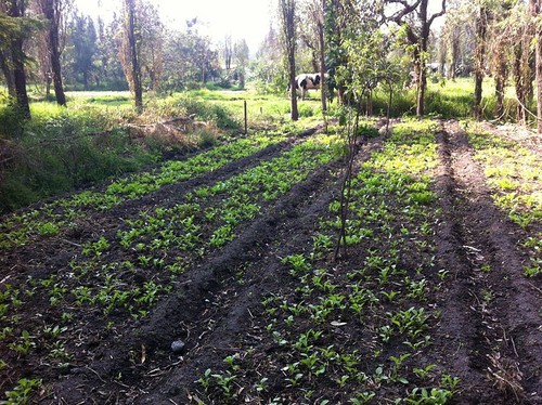 Chinampa con cultivo de rábano en el Lago de Xochimilco/David Arqueas