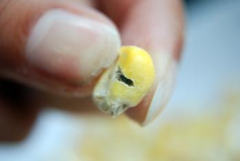 Grano de maíz atacado por el gorgojo (FOTO: UN).