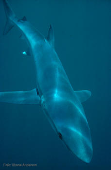 Tiburón azul (''Prionace glauca').