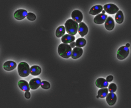 Células con división celular asimétrica/CSIC