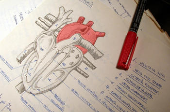 Gráfico del corazón (Foto:MEC)