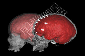 El CENIEH y la Texas A&M University investigan la variación de las áreas frontales del cerebro con la evolución humana (Fotografía: CENIEH)