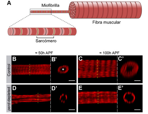  Esquema representativo de la composición de los músculos por haces de miofibrillas. Imagen: UPO.