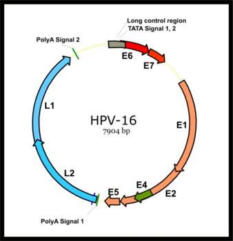 Estructura genómica del virus del papiloma humano VPH (FOTO: Xmort).