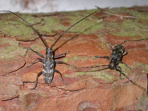 Dos ejemplares de Monochamus galloprovincialis en el tronco de un pino/Juan Alberto Pajares