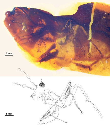 Aspecto general de la mantis. Imagen: IGME.