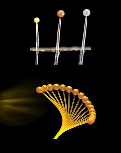 Ilustración de la respuesta del hongo al estímulo lumínico.