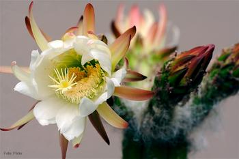 Flor del cactus de San Pedro.