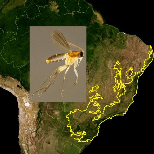 Encuentran nuevas especies de mosquito en la Selva Atlántica de Brasil/Olavi Kurina/wwf.org
