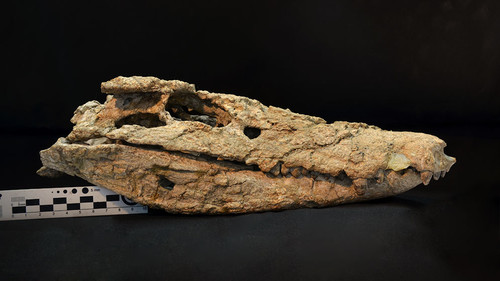 Fósil del cocodrilo 'Barrosasuchus neuquenianus'/Conicet