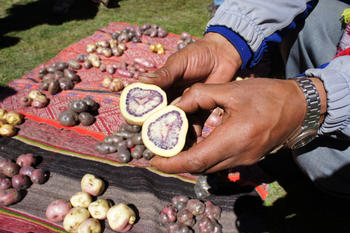Esta variedad de patata con tonos de color púrpura y cultivada en Perú, es rica en pigmentos con propiedades antioxidantes y antiinflamatorias, de allí que sea importante su conservación. (Foto: Delphine Larrouse)