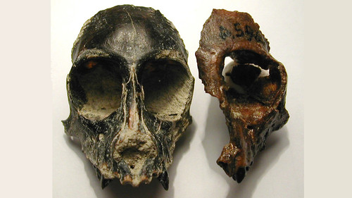 Dos cráneos de monos extintos . A la izquierda Killikaike y derecha Homunculus (ambos de la Formación Santa Cruz/Marcelo Tejedor.