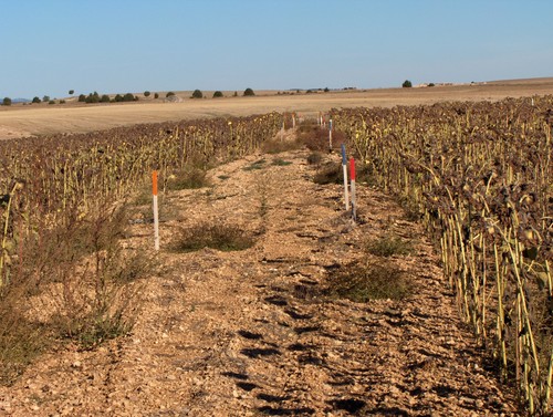 Cultivo de girasol en la parcela de secano de Valdespinar, zona del Arlanza (FOTO: Susana Peña).