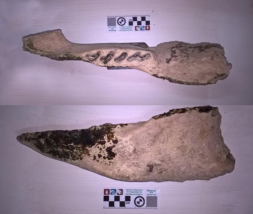 Rama mandibular con molares de scelidoterio (Scelidotherium leptocephalum) en el Museo de Miramar.