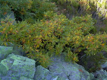 Un ejemplar de quercus orocantábrica en su hábitat natural