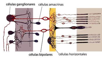 Esquema de la estructura de la retina (FOTO: Posible2006).