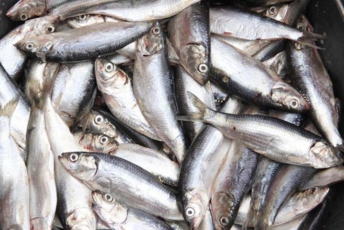 En 2013 la pesca en general estuvo en crisis, especialmente la sardina y anchoveta. FOTO UDEC.