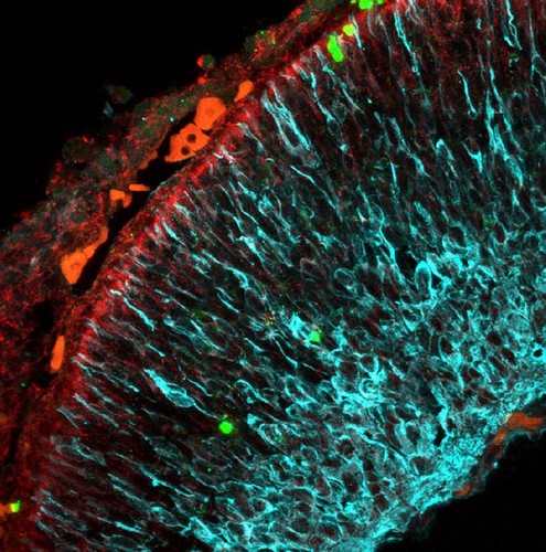 Sección de un ojo de ratón durante el desarrollo embrionario donde se ven las neuronas (azul) y las mitocondrias (rojo). Imagen: CSIC.