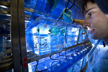 Ensayo con pez cebra en las instalaciones de Biobide. Foto: Genetrix.