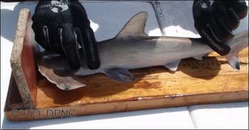En cada sitio donde se encontraron tiburones, de tomaron datos biológicos de cada tiburón.