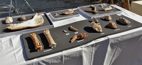 Fósiles hallados en Atapuerca. Foto: Fundación Atapuerca.