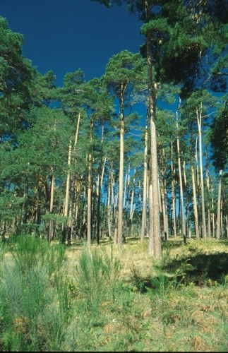 Pinus sylvestris. Foto: Ignacio Santa Regina.