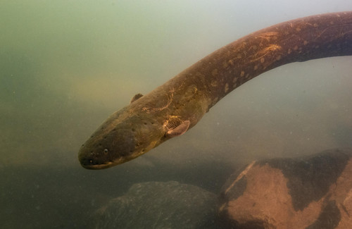 'Electrophorus voltai', una de las dos especies de anguilas eléctricas recién descubiertas/L. Sousa