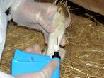 Implantación del chip inyectable en la pezuña de un animal