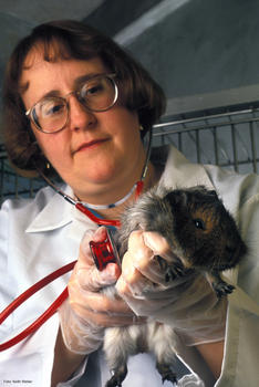 La veterinaria oficial Carole Bolin examina en un conejillo de Indias su condición general y salud pulmonar. Estos animales se utilizan para comprender la hemorragia pulmonar se ve en el brote de leptospirosis en Nicaragua.