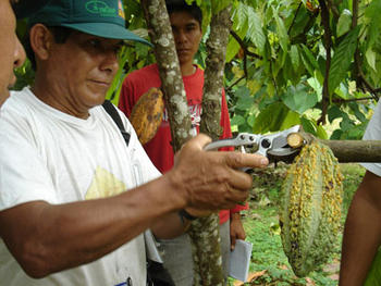 Investigan métodos contra las enfermedades del cacao (Fotografía: INIAP)