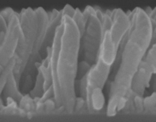 Nanocolumnas de titanio del recubrimiento para implantes óseos. Imagen: CSIC.