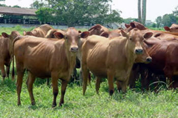 Vacas criollas (FOTO: Corpoica).