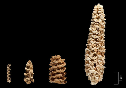 Variación morfológica en mazorcas de maíz de Tehuacán, México. / Colecciones del Museo Peabody de Historia Natural (EE UU).