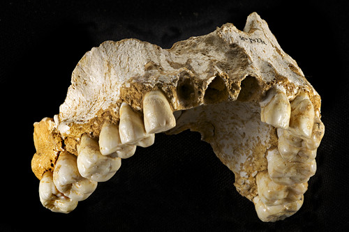 Maxilar neandertal. / Joan Costa/CSIC