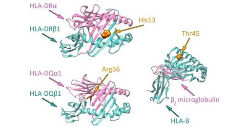 Aminoácidos de tres moléculas de histocompatibilidad involucrados en la predisposición a desarrollar arteritis de células gigantes. Figura: CSIC.