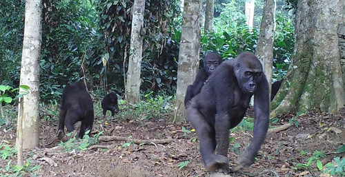 Gorilas salvajes. Foto: Magdalena Bermejo.