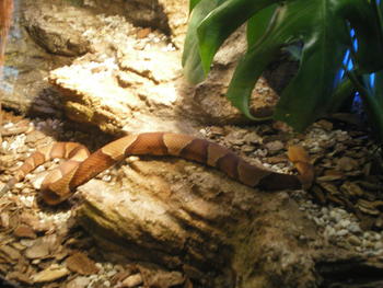 Agkistrodon contortrix, serpiente cuyo veneno se utiliza en medicina para tratar la epilepsia.