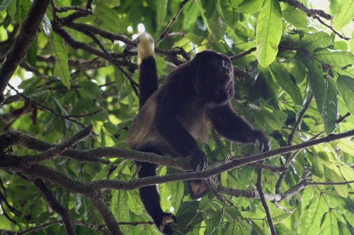 El mono aullador (Alouatta palliata mexicana), está en peligro de extinción en México. Foto: Eric Ameca y Juárez.