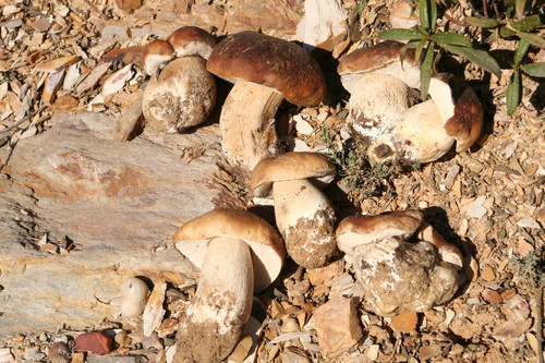 Los investigadores analizaron la producción de Boletus edulis en una especie de jara típica de la España mediterránea, Cistus ladanifer