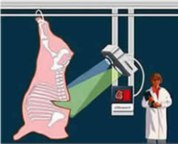 Ilustración del clasificador de carne desarrollado por el CIDIA