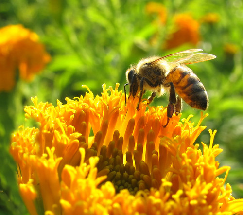 Una abeja recolecta polen. Foto: F. Descubre.