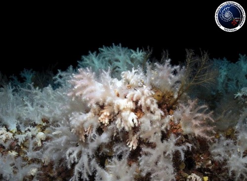 Corales de las Azores. Imagen: IGME.